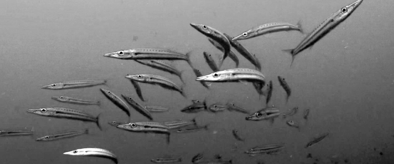 Screen Shot 2015-11-23 at 5.37.25 PM